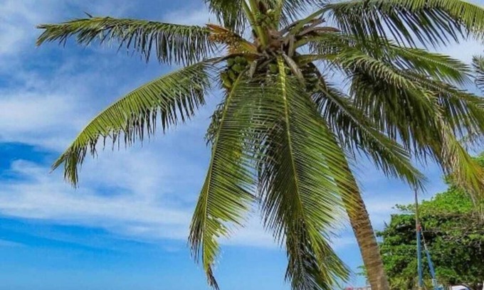 Itacimirim Hotel | Pousada Caribe Itacimirim