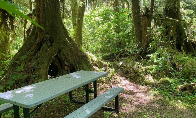 Forks RV Rental | Primitive Tent Site in Enchanted Rain Forest - Site #19