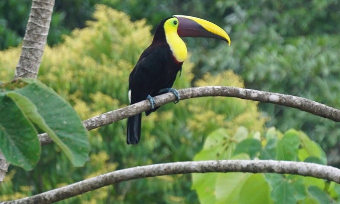 Dominical House | Quiet, private, Jungle House - 4x4 Required