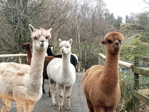 Gellilydan Other | Shepherds hut on alpaca farm