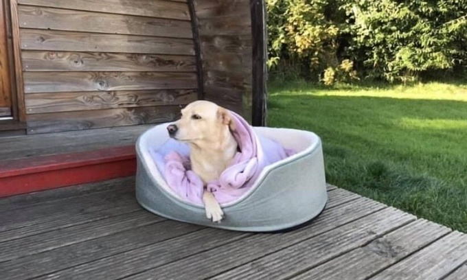 Berwick-upon-Tweed Cabin | Standard Dog Friendly Wooden Cabin