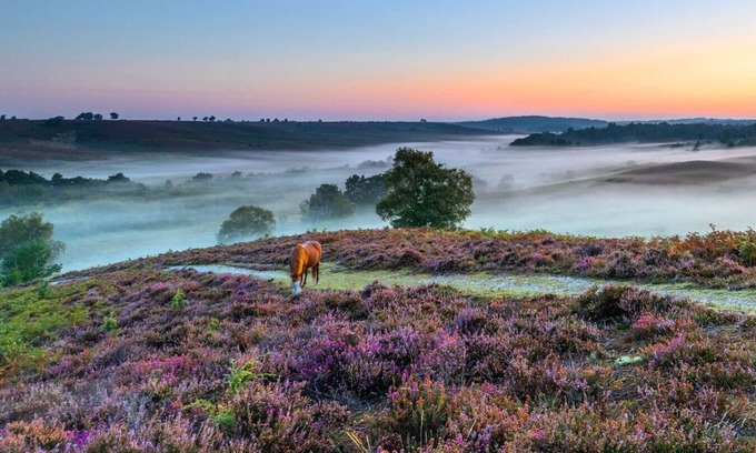 New Forest District Cottage | Stunning Cottage in Brockenhurst