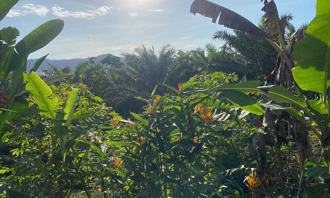 Drake Bay Bed & Breakfast | Sunrise