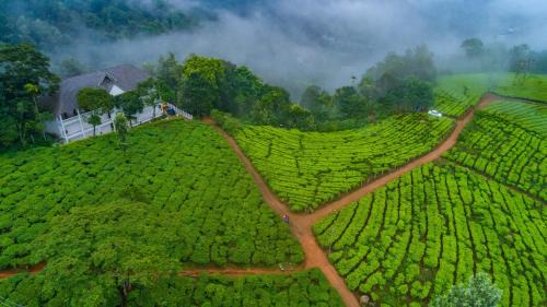 Chithirapuram Resort | Tea Harvester