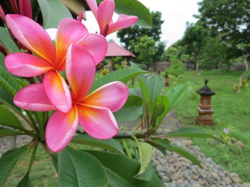 Pemuteran Hotel | TEGAL SARI, Pemuteran- North Bali