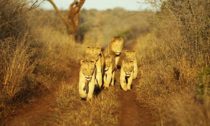 Hluhluwe Cabin | Thanda Safari