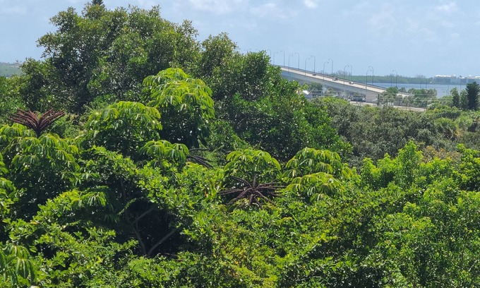 Jensen Beach Cottage | The Palms is secluded & view of the intercoastal.