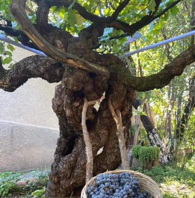 Tsinandali House | Tsinandali Edem - Tsinandlis Edemi - Цинандали Эдем