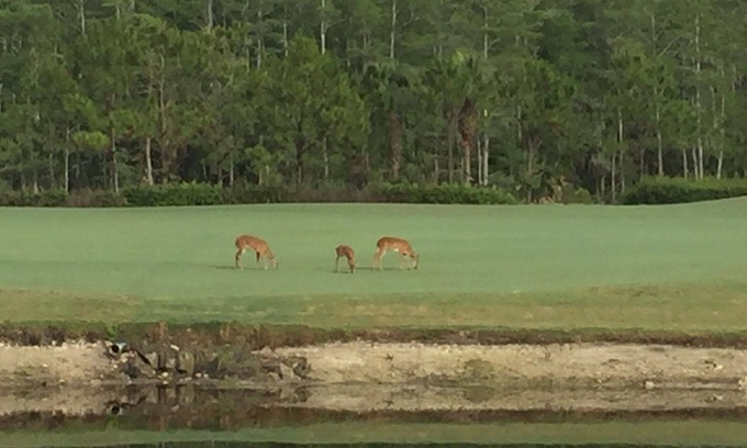 Naples Condo | Updated ground floor in Heritage Bay! 27 holes of Championship Golf