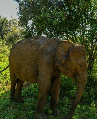 Udawalawa House | Wild Heaven Udawalawe