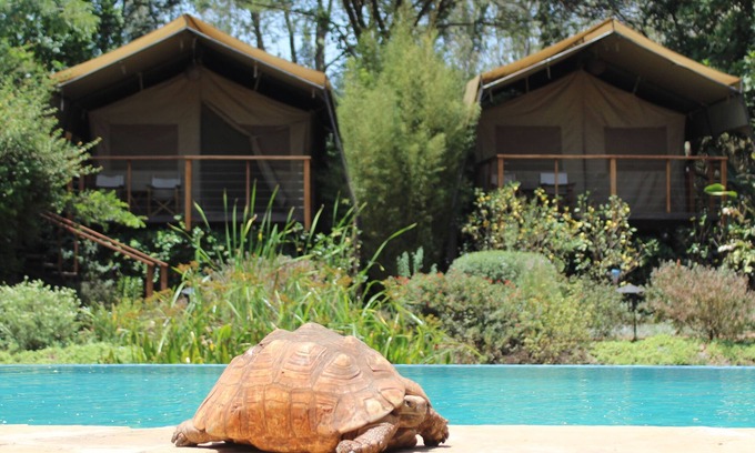 Nairobi Other | Wildebeest Eco Camp
