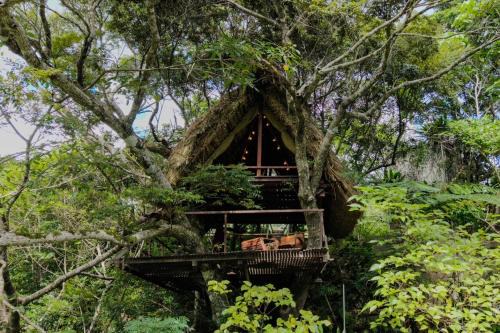 Higashi Hotel | Yambaru Wild Treehouse Kidzy