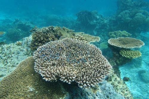 Raja Ampat Other | Yef Nabi Homestay