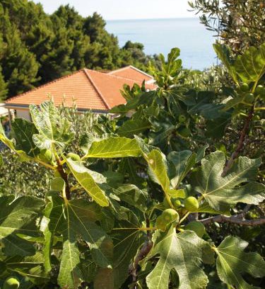 Sveti Stefan Apartment | Zoro Apartments