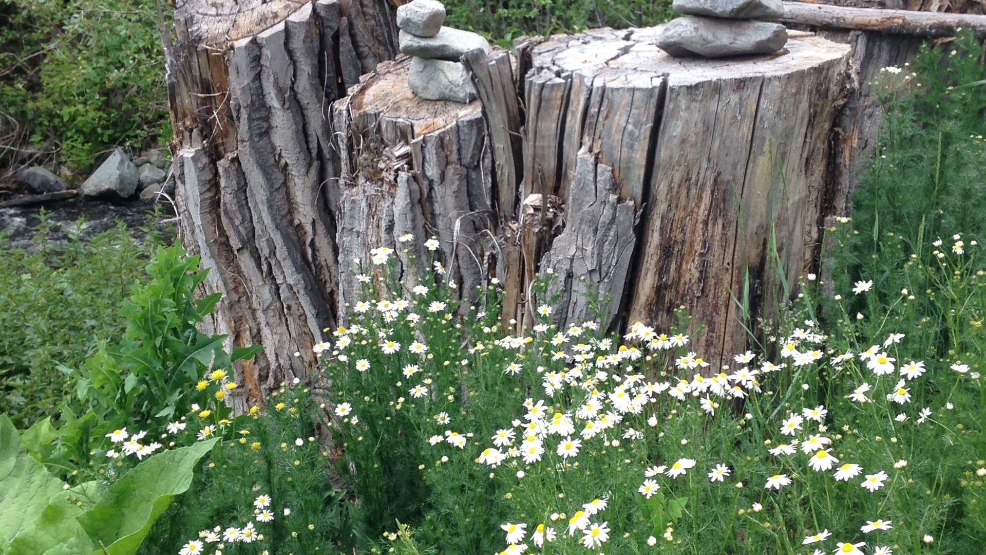 Photo of Outdoor in Cherryville