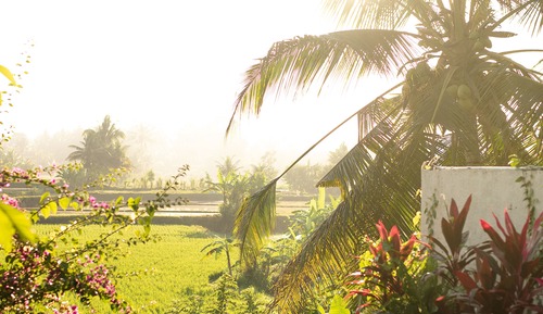 Villa, 1 Bedroom, Private Pool (Rice Field View)