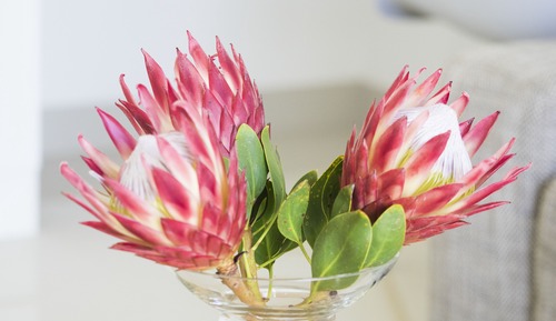 THE BLOEM SUITE FIVE 