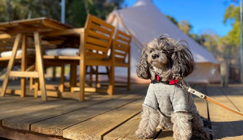 Deluxe Tent, Non Smoking (Pet-friendly)
