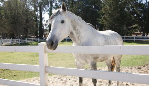 One-Bedroom Vacation Home