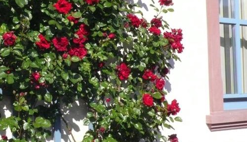 Superior One-Bedroom Apartment with Balcony