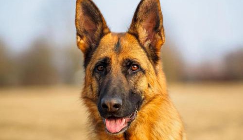 Four-Bedroom Apartment