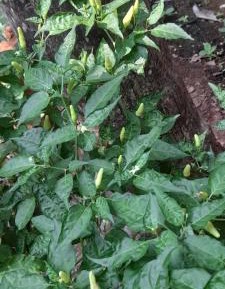 Double or Twin Room with Lake View