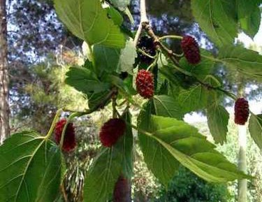 Double or Twin Room with Bathroom