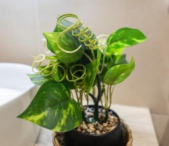 Studio - Split Level