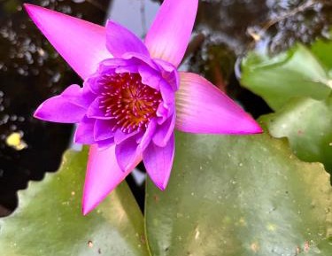 Single Room with Bathroom