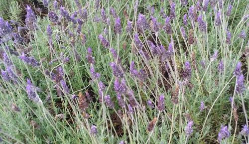 Superior Double Room with Terrace and Garden View
