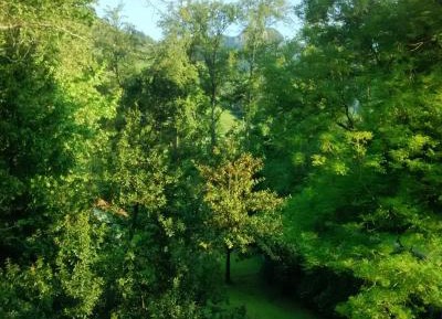 Double Room with Garden View