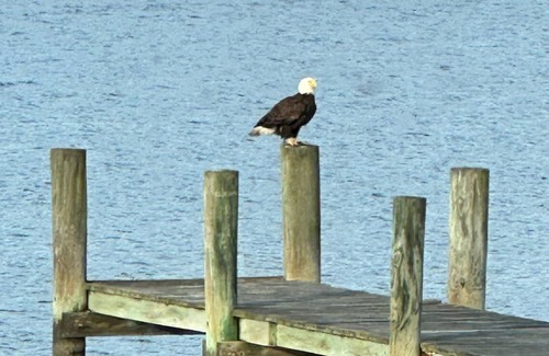 Chester Cottage | Kent Island Waterfront Cottage