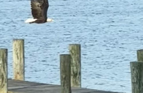 Chester Cottage | Kent Island Waterfront Cottage