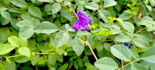 Kamalapur House | RelaxInn home stay hampi