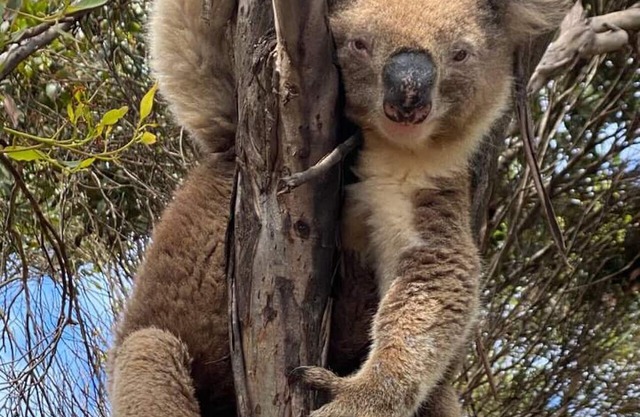Beonne the Bay at Vivonne Bay, Kangaroo Island