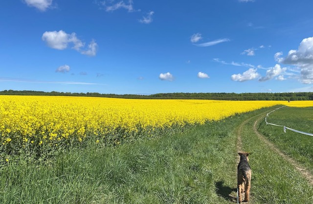 Cozy vacation apartment, close to Berlin, pet friendly!