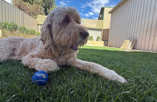 Good Boy offers the perfect blend of nostalgic charm and modern luxury